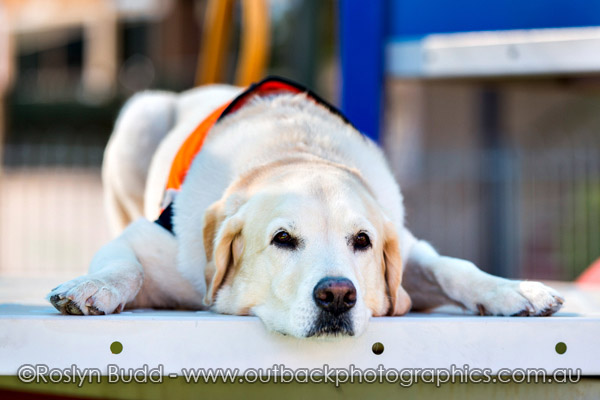 ©Roslyn Budd - www.buddphotography.com.au