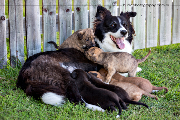 ©Roslyn Budd - www.buddphotography.com.au