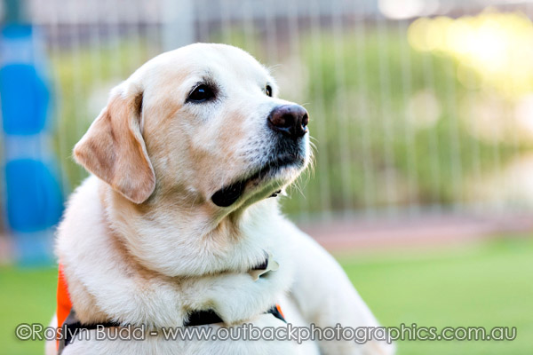 ©Roslyn Budd - www.buddphotography.com.au