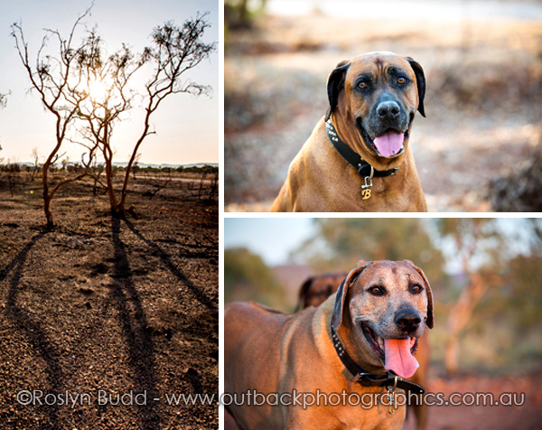 ©Roslyn Budd - www.buddphotography.com.au