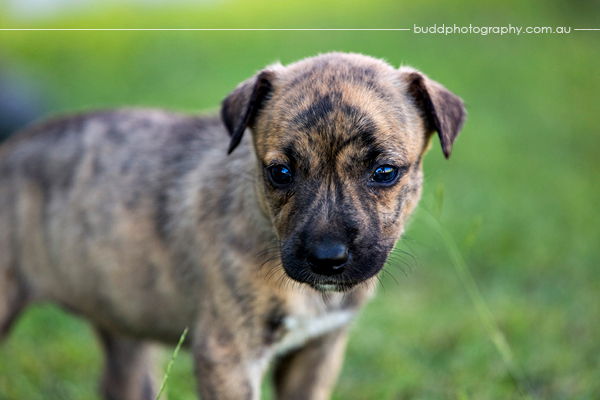 ©Roslyn Budd - www.buddphotography.com.au