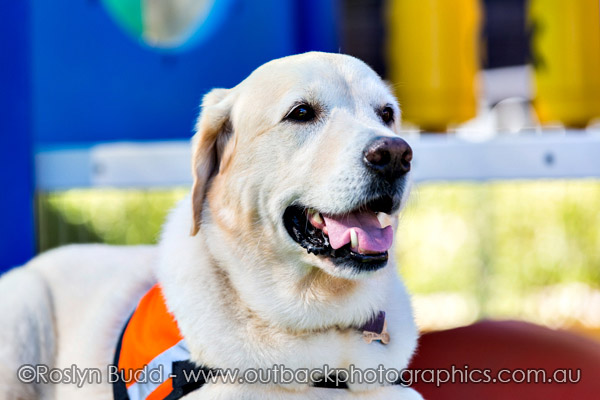 ©Roslyn Budd - www.buddphotography.com.au