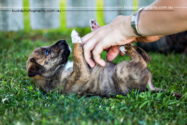 ©Roslyn Budd - www.buddphotography.com.au