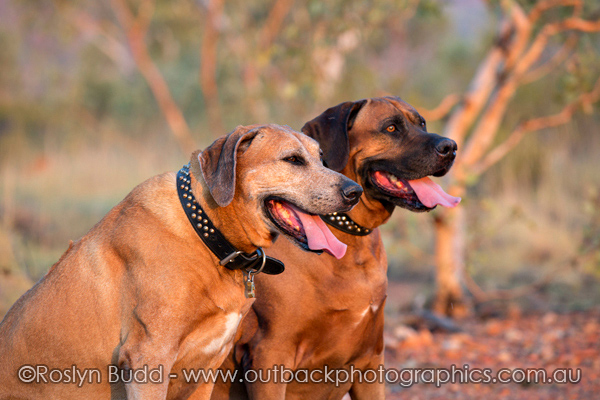 ©Roslyn Budd - www.buddphotography.com.au