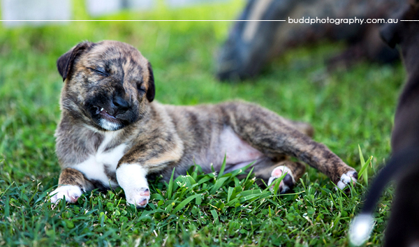 ©Roslyn Budd - www.buddphotography.com.au