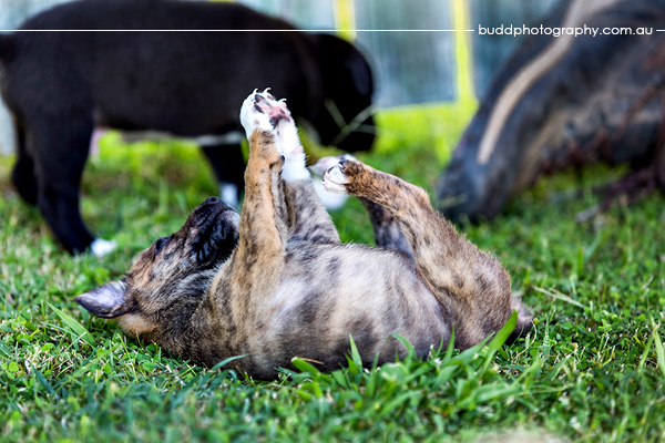 ©Roslyn Budd - www.buddphotography.com.au