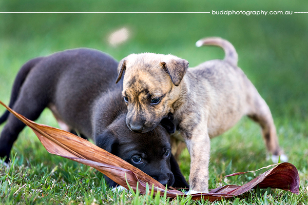 ©Roslyn Budd - www.buddphotography.com.au