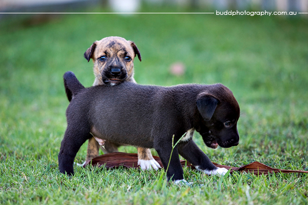 ©Roslyn Budd - www.buddphotography.com.au
