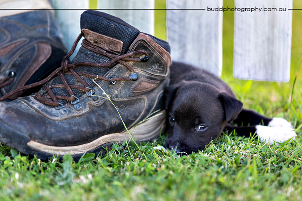 ©Roslyn Budd - www.buddphotography.com.au