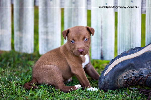 ©Roslyn Budd - www.buddphotography.com.au