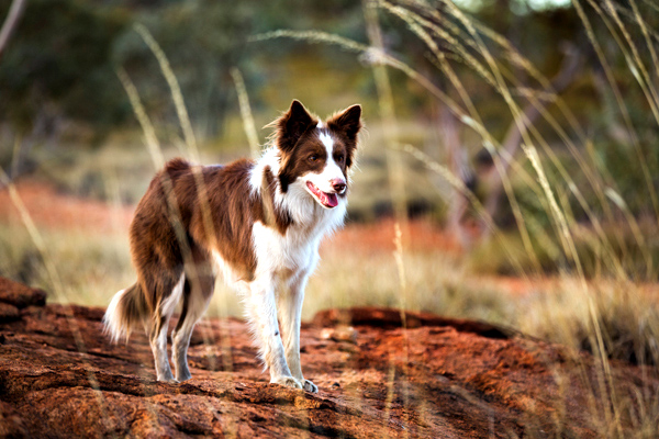 ©Roslyn Budd - www.buddphotography.com.au