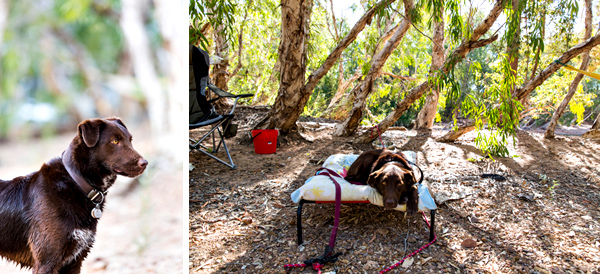 ©Roslyn Budd - www.buddphotography.com.au