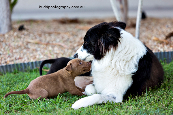 ©Roslyn Budd - www.buddphotography.com.au