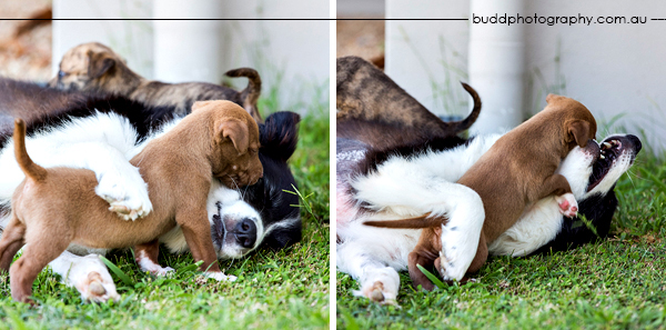 ©Roslyn Budd - www.buddphotography.com.au