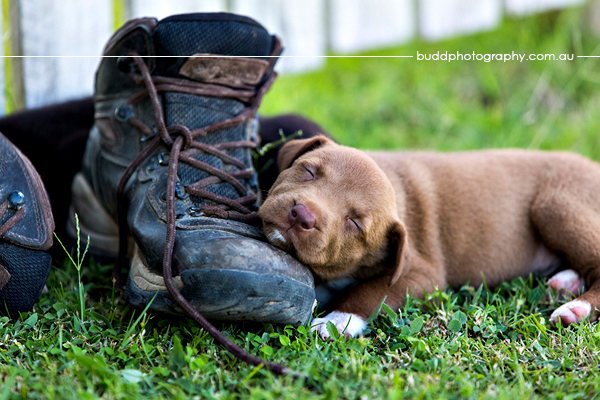 ©Roslyn Budd - www.buddphotography.com.au