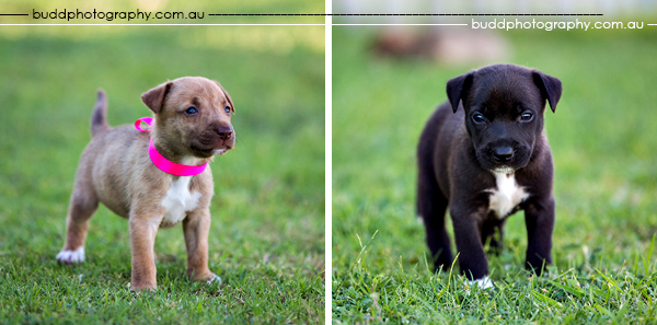 ©Roslyn Budd - www.buddphotography.com.au