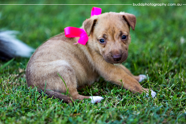 ©Roslyn Budd - www.buddphotography.com.au