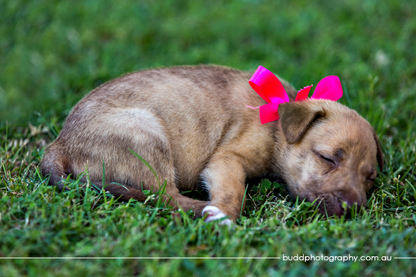 ©Roslyn Budd - www.buddphotography.com.au