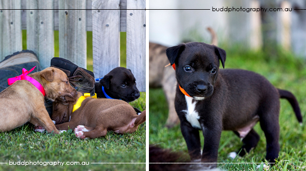 ©Roslyn Budd - www.buddphotography.com.au