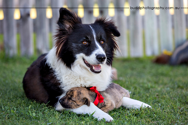 ©Roslyn Budd - www.buddphotography.com.au