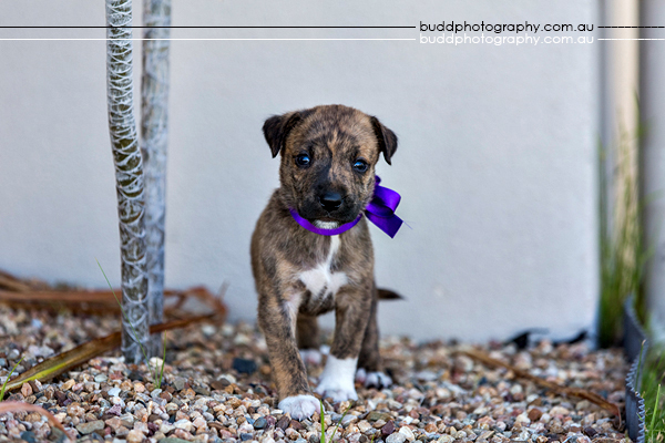 ©Roslyn Budd - www.buddphotography.com.au