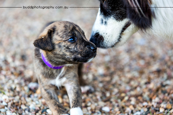 ©Roslyn Budd - www.buddphotography.com.au