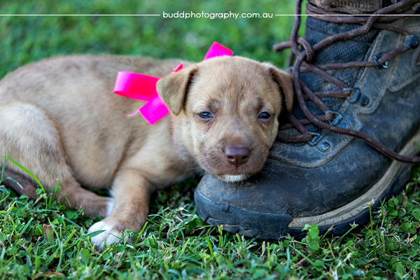 ©Roslyn Budd - www.buddphotography.com.au