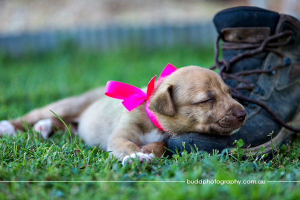 ©Roslyn Budd - www.buddphotography.com.au