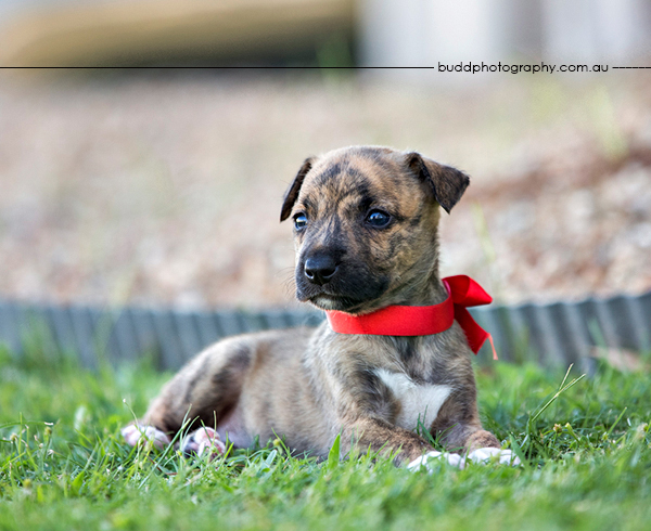 ©Roslyn Budd - www.buddphotography.com.au