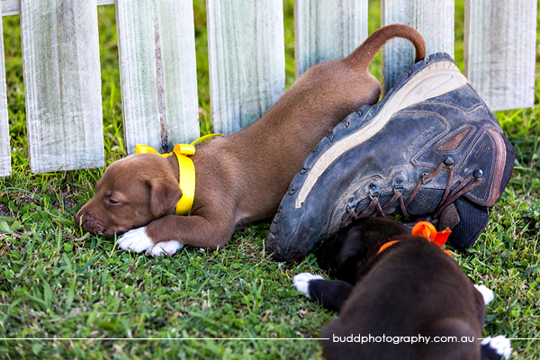 ©Roslyn Budd - www.buddphotography.com.au