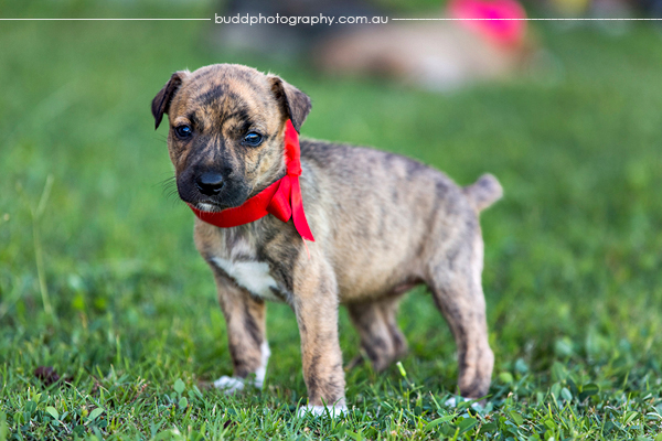 ©Roslyn Budd - www.buddphotography.com.au