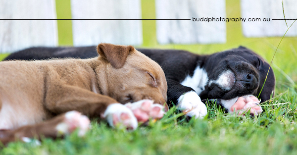 ©Roslyn Budd - www.buddphotography.com.au