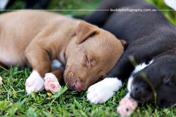 ©Roslyn Budd - www.buddphotography.com.au