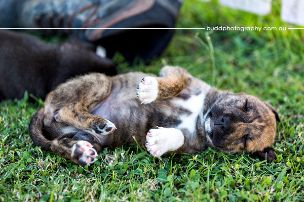 ©Roslyn Budd - www.buddphotography.com.au