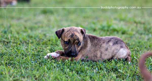 ©Roslyn Budd - www.buddphotography.com.au