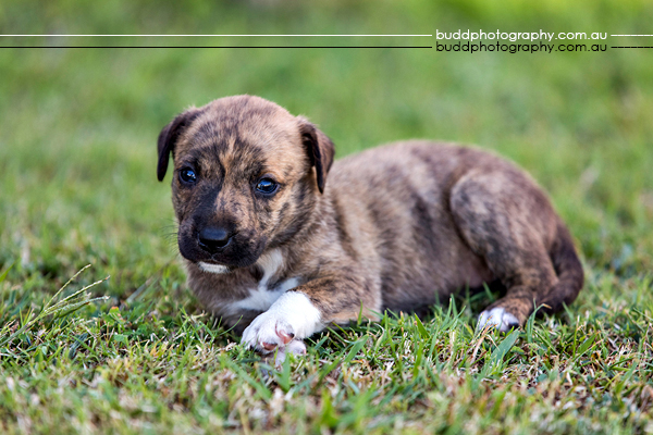 ©Roslyn Budd - www.buddphotography.com.au