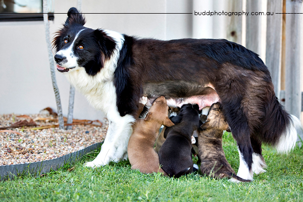 ©Roslyn Budd - www.buddphotography.com.au