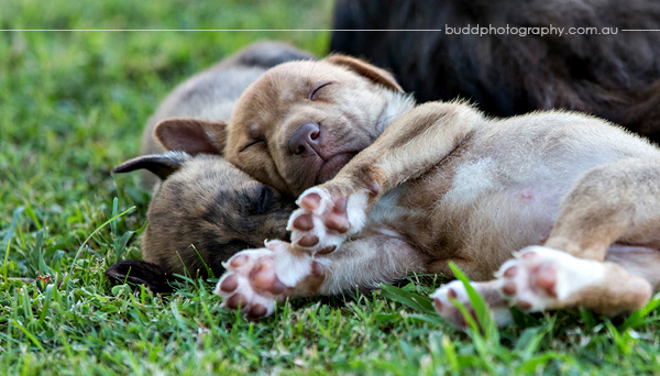 ©Roslyn Budd - www.buddphotography.com.au