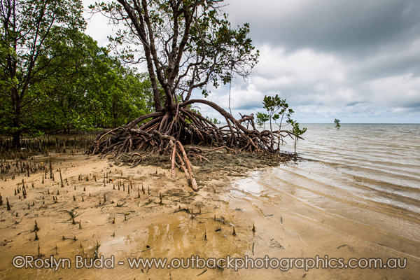 0098_Elim Beach_Cooktown