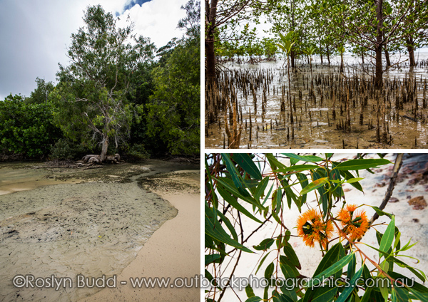0099_Elim Beach_Cooktown