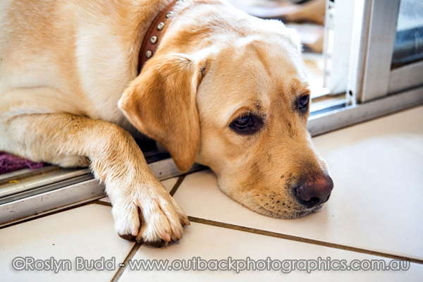 ©Roslyn Budd - www.buddphotography.com.au