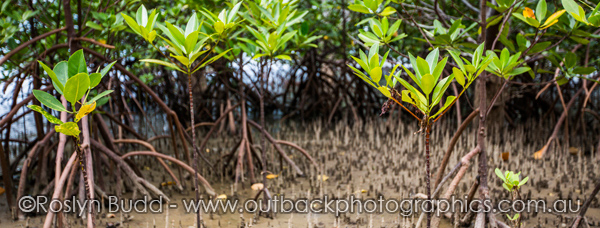 0100_Elim Beach_Cooktown