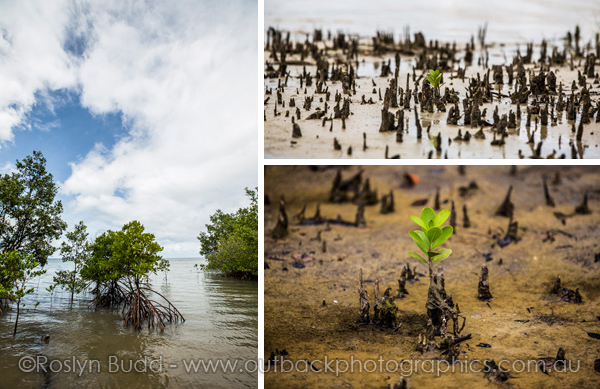 0101_Elim Beach_Cooktown