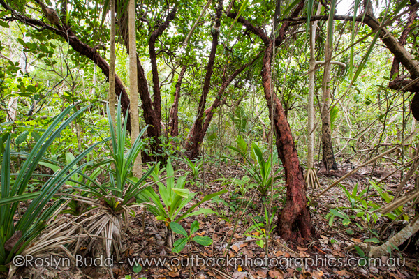 0127b_Daintree_Cape Tribulation