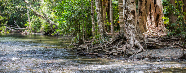 0128_Daintree_Cape Tribulation