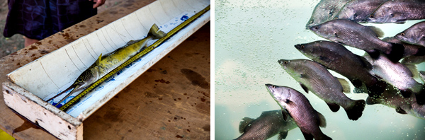 ©Roslyn Budd - www.buddphotography.com.au