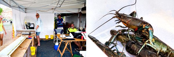 ©Roslyn Budd - www.buddphotography.com.au