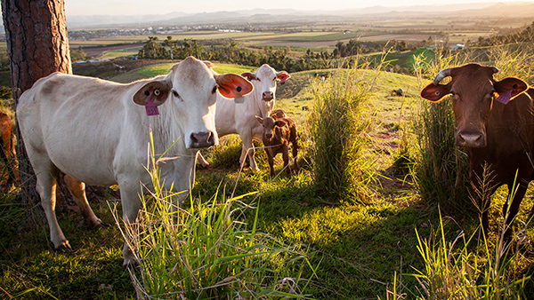 087_Sultana 50th Wedding