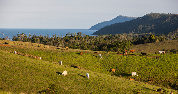 102_Sultana 50th Wedding