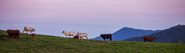 107_Sultana 50th Wedding